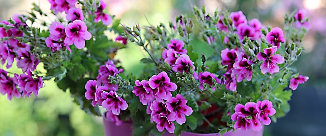 Geraniums
