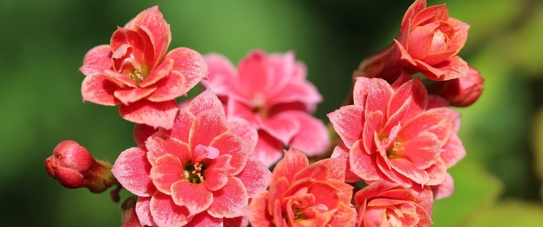 Flowering Kalanchoe