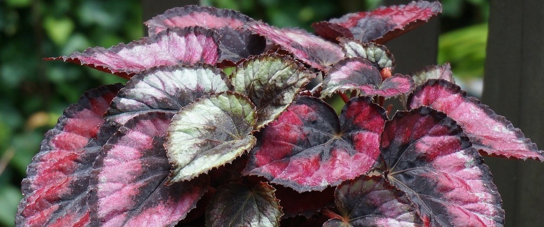 Red Kiss Rex Begonia