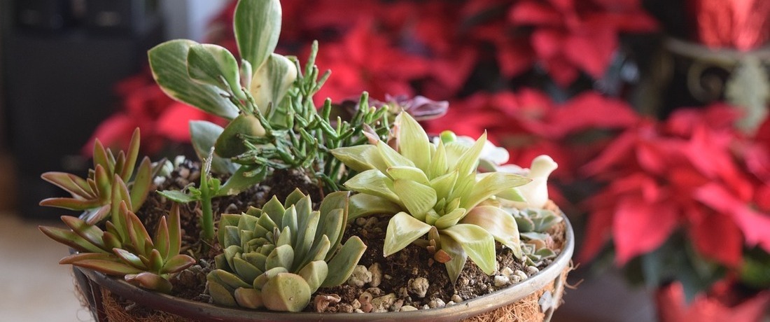 Colorful Succulent Arrangement