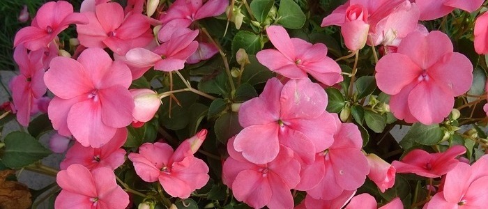 15. Ornamental Pink House Plants - Colorful House Plants