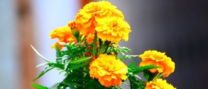 African Marigold