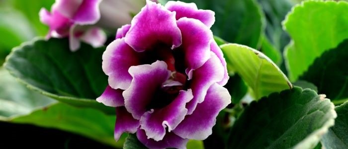 Purple Shamrock Plant - Colorful House Plants