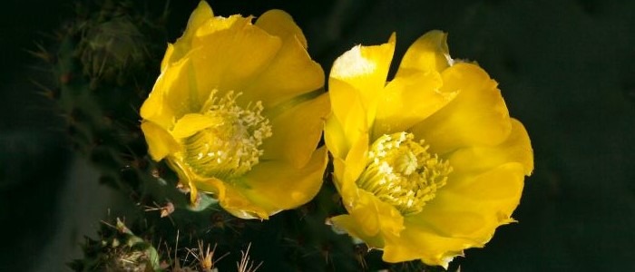 Prickly Pear Catus